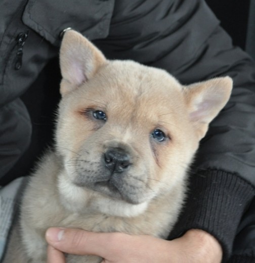 Hola el es mi perrito Peyton, un chow chow pelo corto! esta la primera foto! 2 meses =)